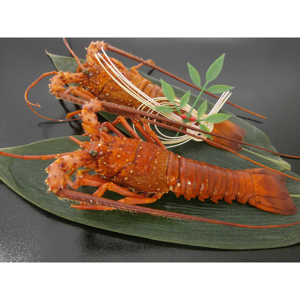 徳島県産 伊勢海老の塩蒸し 2尾セット 天然塩使用 贈答用 - 画像 (3)