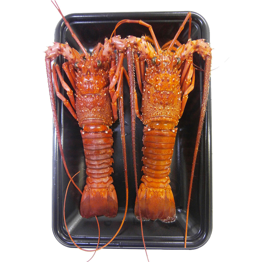 徳島県産 伊勢海老の塩蒸し 2尾セット 天然塩使用 贈答用 - 画像 (4)