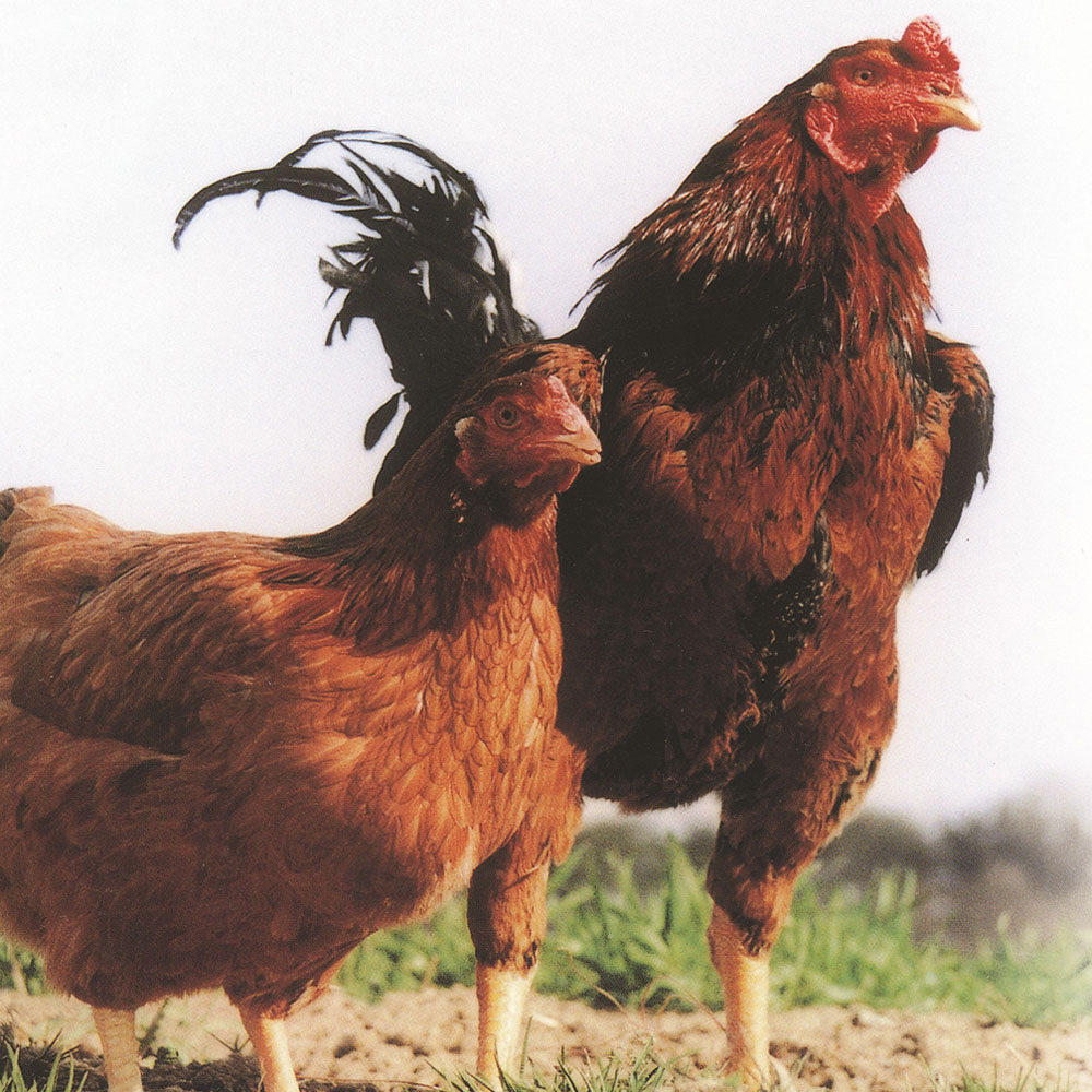 川俣シャモ詰め合わせ サイコロステーキ ソーセージ 福島県産 - 画像 (2)